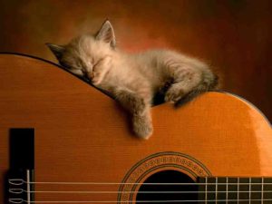 gatti